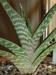 Tiger Aloe